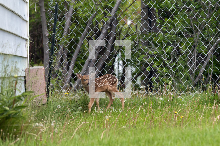 new born fawn