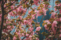 Blooming sakura tree