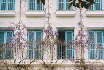 Glycine flowers on the balconies 
