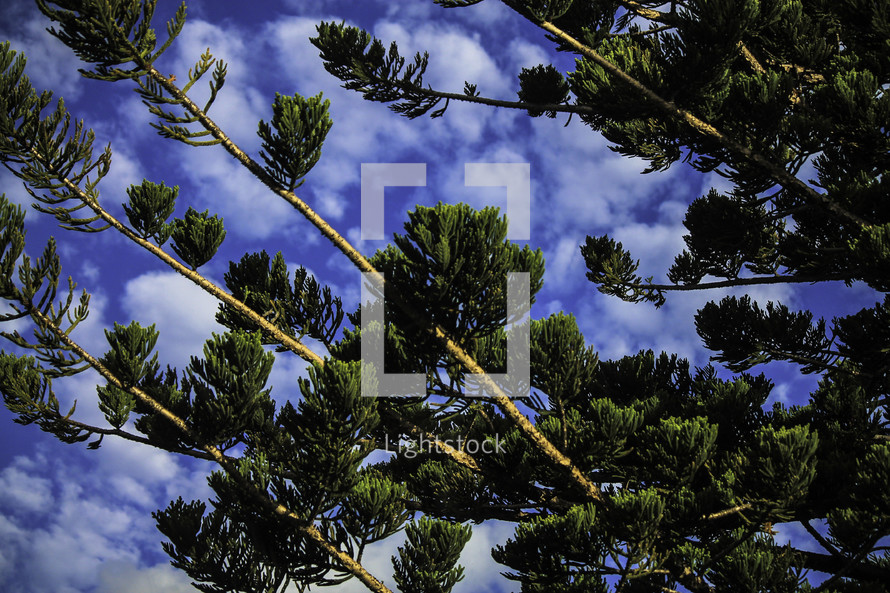pine branches and blue sky