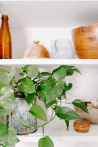 house plant and wooden bowls on shelves 