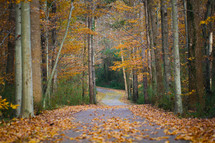 A road leading through a forest in the fall.