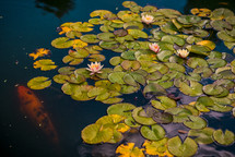 koi pond and lily pads 