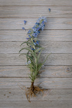 blue flowers on wood boards 