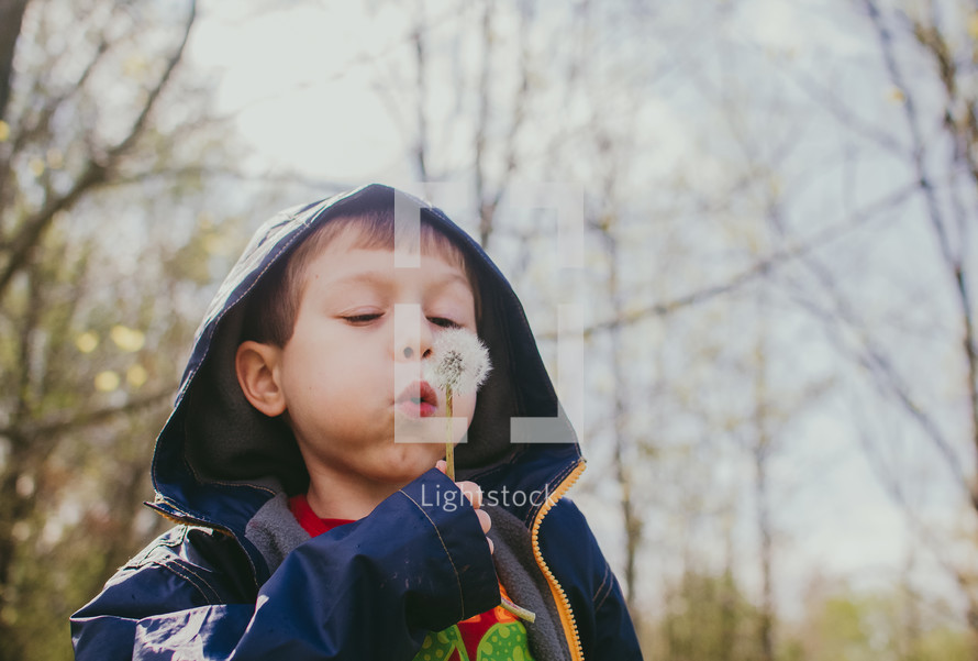 boy blowing a dandelion 