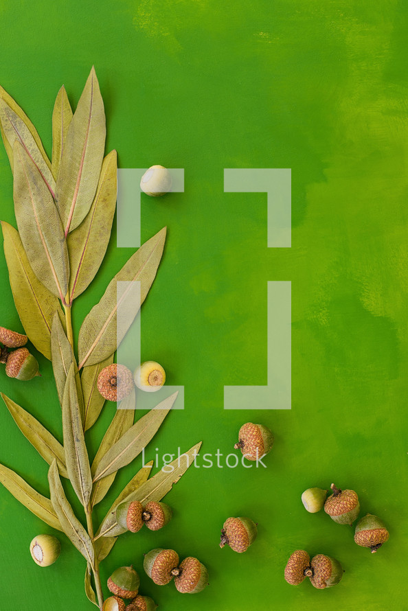 acorns and dried leaves 