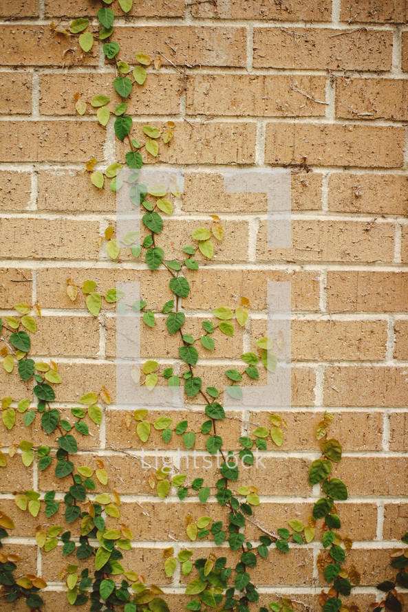ivy growing up the side of a brick wall 