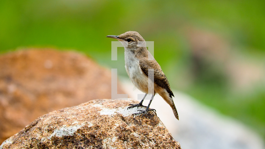  Rock Wren hopping from rock to rock, pausing for a pose. 