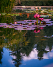 lotus flowers and lily pads on a pond 