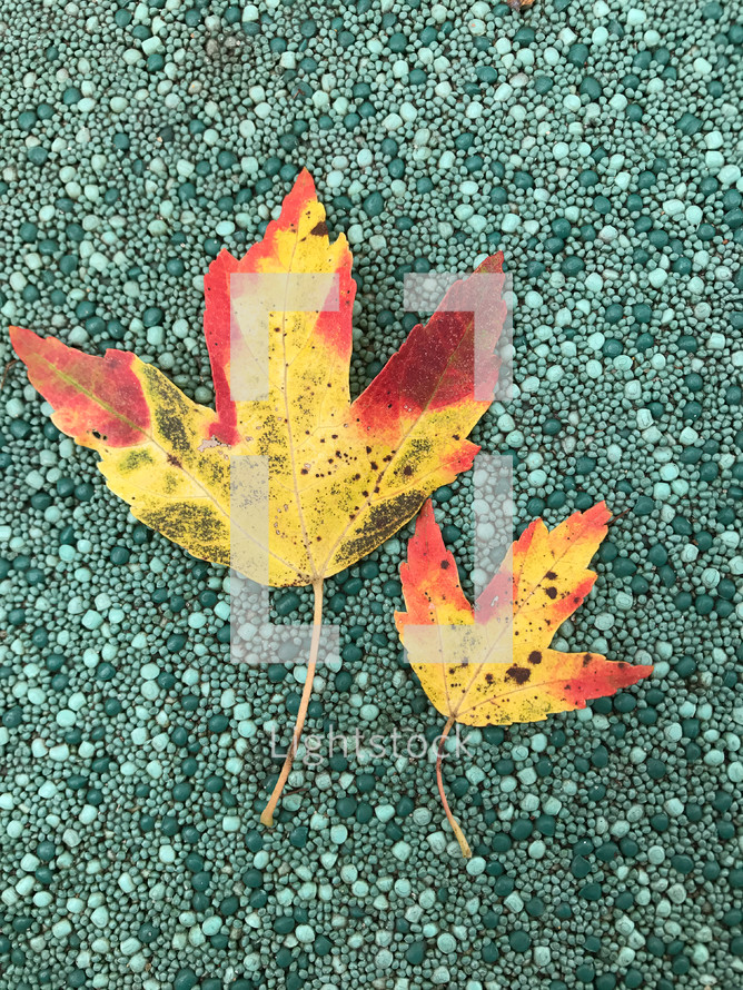 red and yellow leaf on a green carpet 