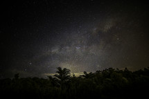 palm trees in a jungle under stars in the night sky 