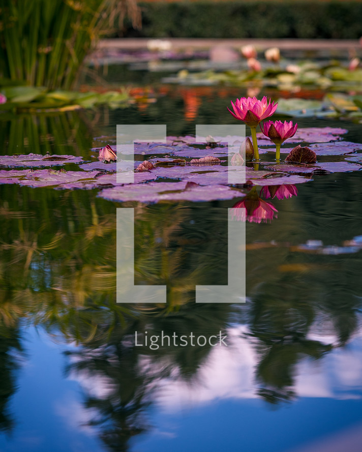 lotus flowers and lily pads on a pond 