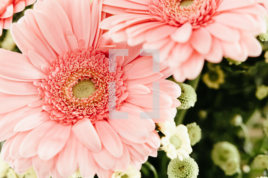 Pink Gerbera daisy flowers close up