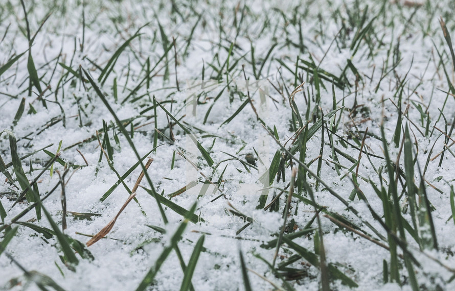winter snow on a lawn 