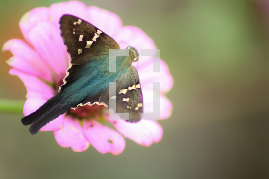 butterfly on a pink flower 