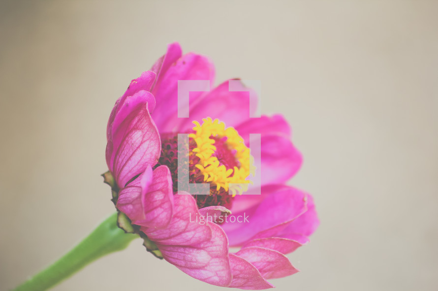 fuchsia flower closeup 