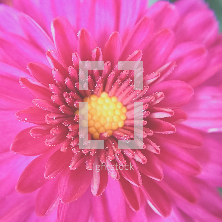 closeup of a fuchsia flower 