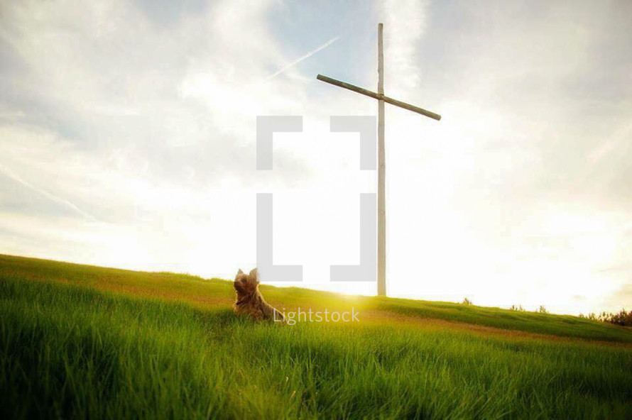 a dog in a field of green grass and cross on a hill 