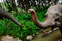 elephant trunks 