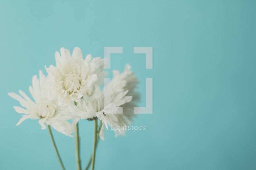 white flowers against a blue background 