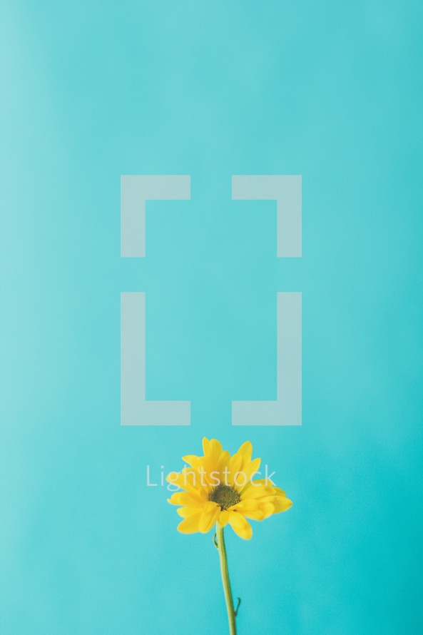 single yellow flower against a blue background 