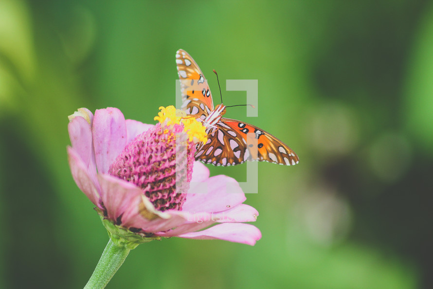butterfly on a pink flower 