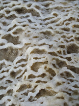 salt on a rock of the Dead Sea shore