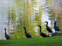 A group of five cormorant birds fishing and hanging out together by a fresh water pond and green grassy meadow .