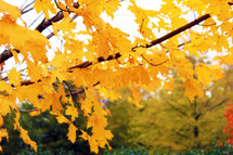 Golden yellow fall leaves adorn a tree against a row of other trees with yellow leaves showing the glory of Autumn in the fall months of Virginia as the leaves turn colors. 