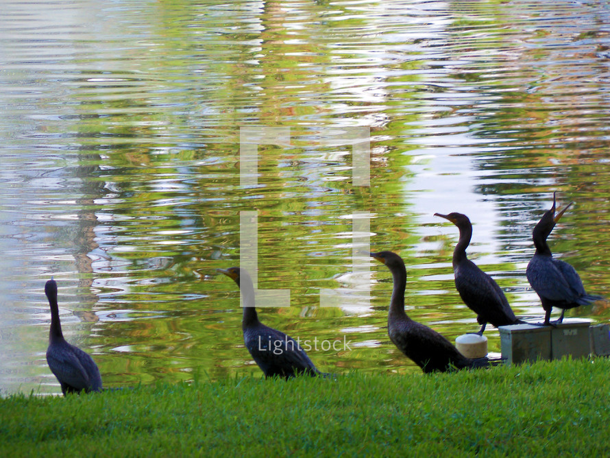 A group of five cormorant birds fishing and hanging out together by a fresh water pond and green grassy meadow .