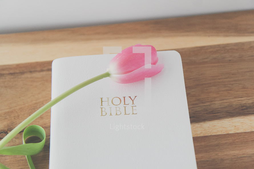 pink tulips and Bible on a wood background 