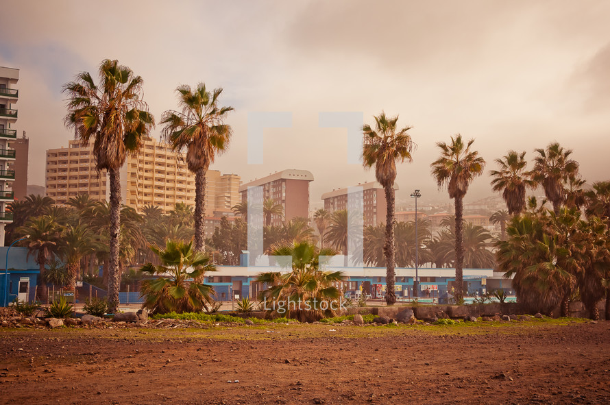 palm trees and buildings in Tenerife, Spain