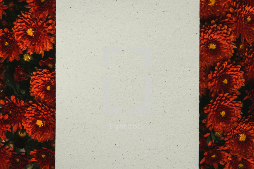 blank notecard on red mums 