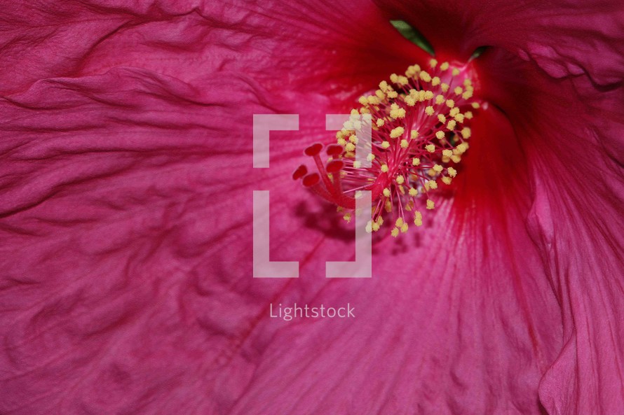center of a hibiscus flower 