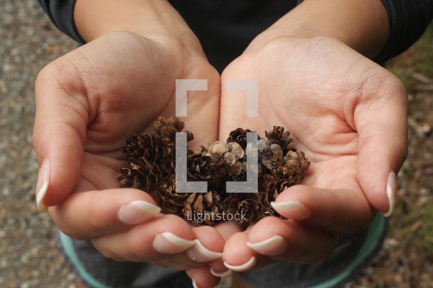 cupped hands holding mini pine cones 