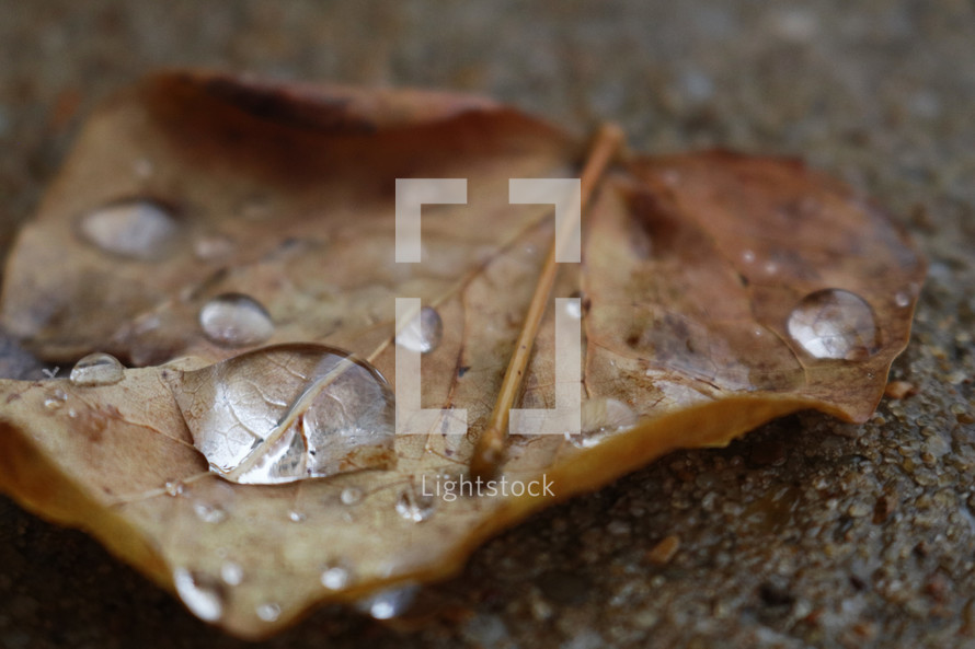 water droplet on a brown leaf 