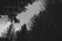 Forest in Black and White