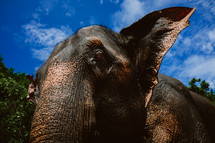 elephant head 