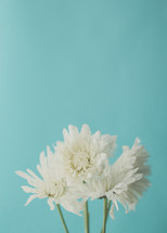 white flowers against a blue background 