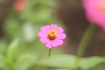 pink flower outdoors 