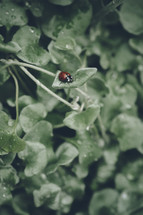 ladybug on clover 