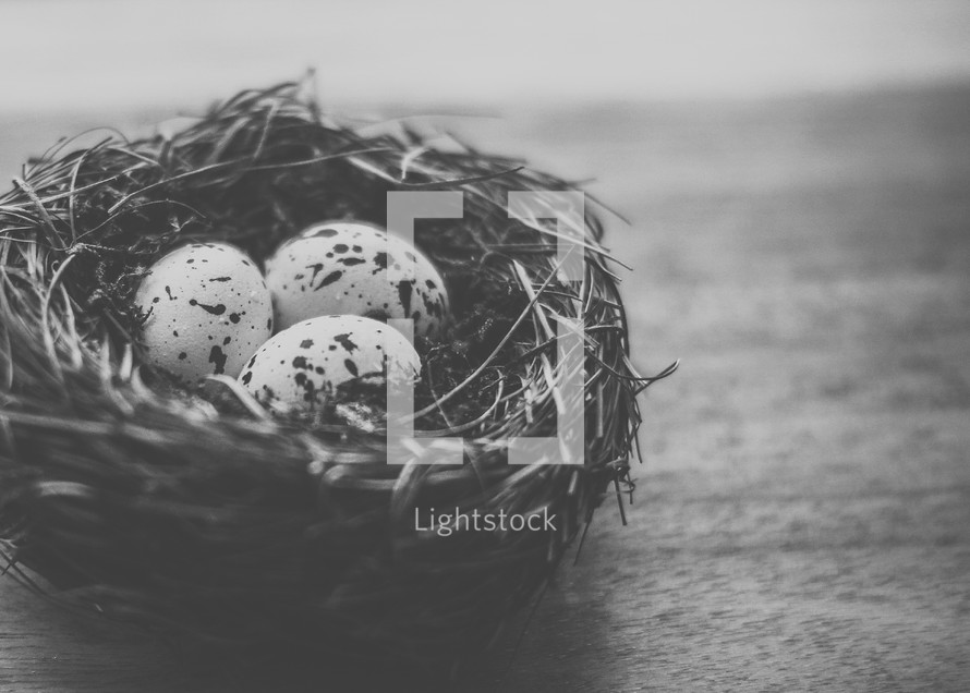 speckled bird's eggs in a nest on a table 