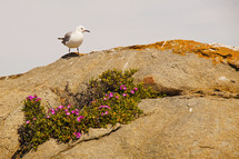 A seagull sitting on a rock