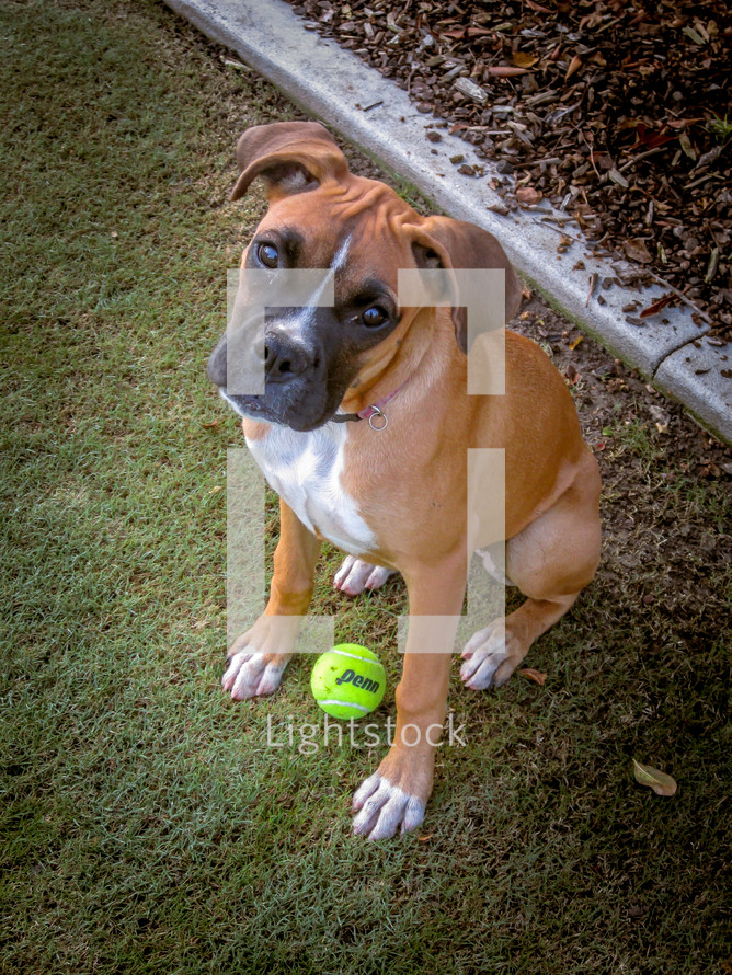 boxer puppy with a ball 
