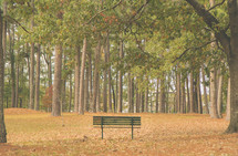 park bench overlooking a forest 