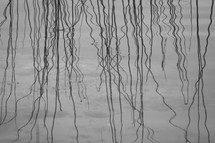 reflection of branches on lake water 