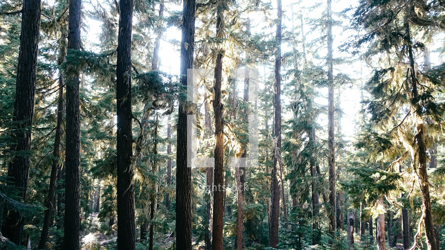 sunlight shining through the trees into a pine forest 