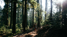 woman hiking on a forest trail 