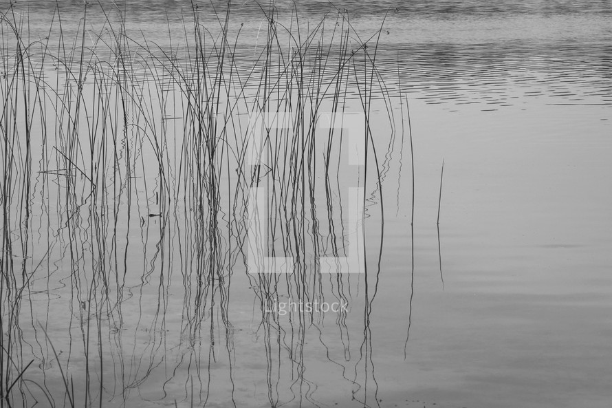 reflection of tall grasses on a lake water 