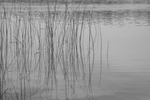 reflection of tall grasses on a lake water 